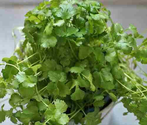 Coriander Bunch (Dhaniya Patta)