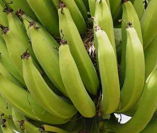 Kacha Kela (Raw Banana)