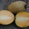 Sapodilla (chiku)