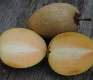 Sapodilla (chiku)