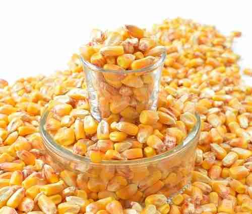 Sweet Corn