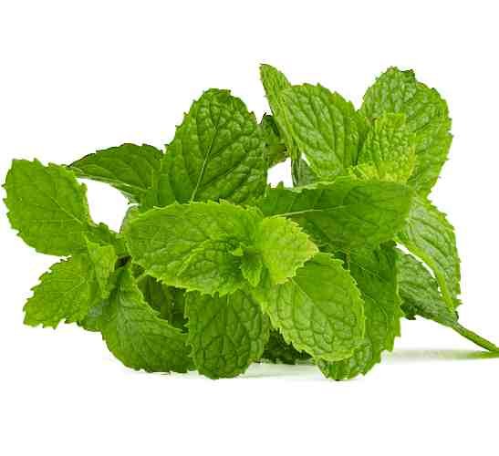 Pudina (Mint Leaves)