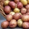 Red Potato