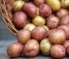 Red Potato